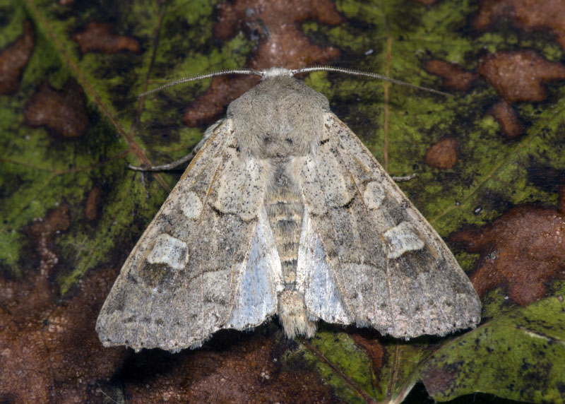 Noctuidae - Ammoconia caecimacula